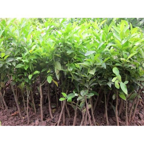 cây giống chanh không hạt