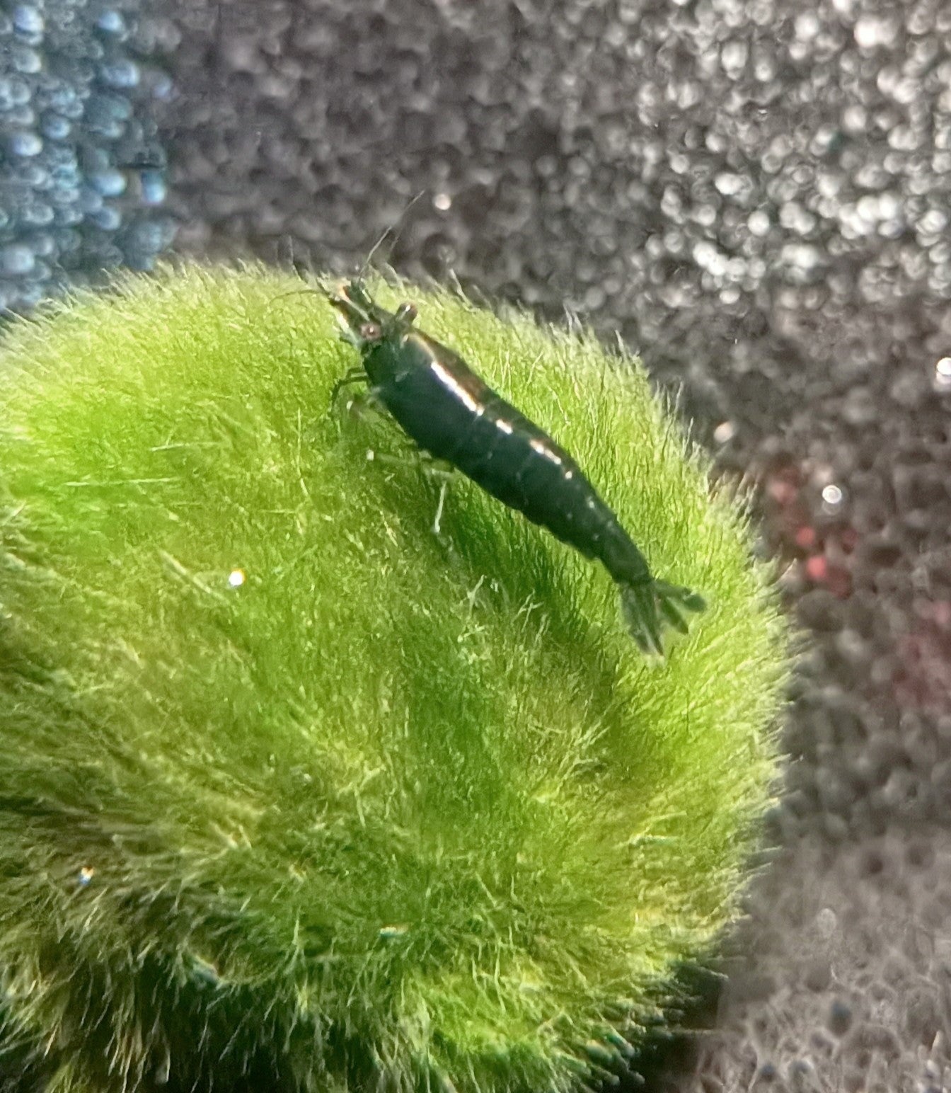 [Livestock]Super green shrimp 11.5cm X 5pc Aquatic Animals Fish