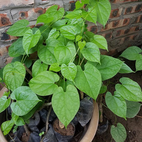 Bầu cây giống dây đau xương