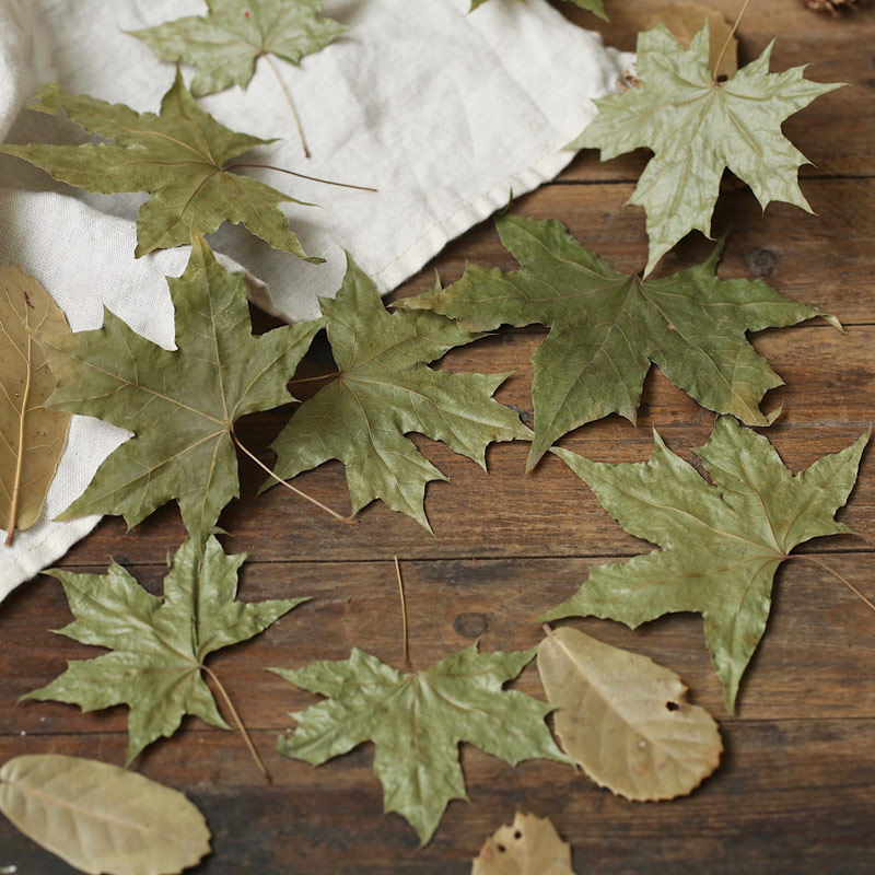 Natural%20Maple%20Leaf%20Dry%20Leaves%20Autumn%20Fall%20Foliage%20Red%20Color%20For%20Photography%20Props%20Photo%20Studio%20Accessories%20Decoration%20-%20Image%202