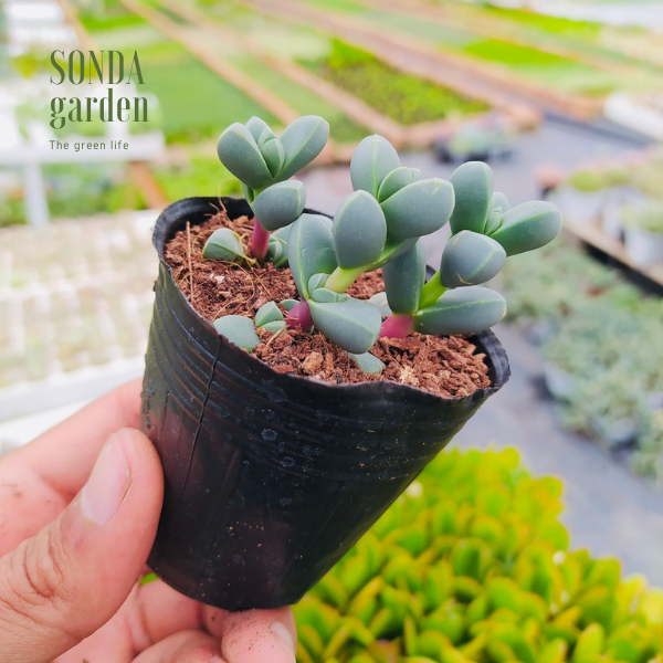 SEN ĐÁ TIM SIZE BÉ SIÊU KHỎE, ĐẸP LỖI 1 ĐỔI 1