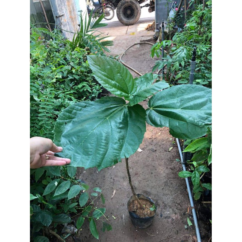 Cây Giống Vả Mật Huế 20-80cm