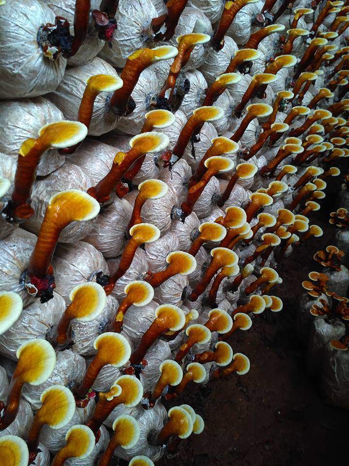 phôi nấm linh chi đỏ