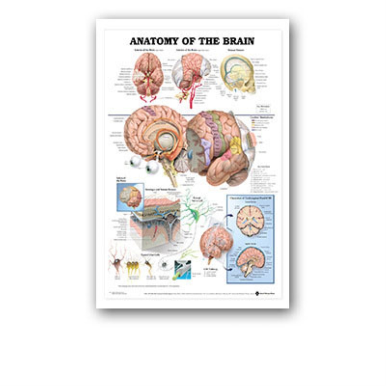 Human%20Body%20Organs%20Chart%20Poster%20Map%20Silk%20Painting%20Wall%20Pictures%20for%20Medical%20Education%20Doctors%20Office%20Classroom%20Home%20Decor%20-%20Image%208