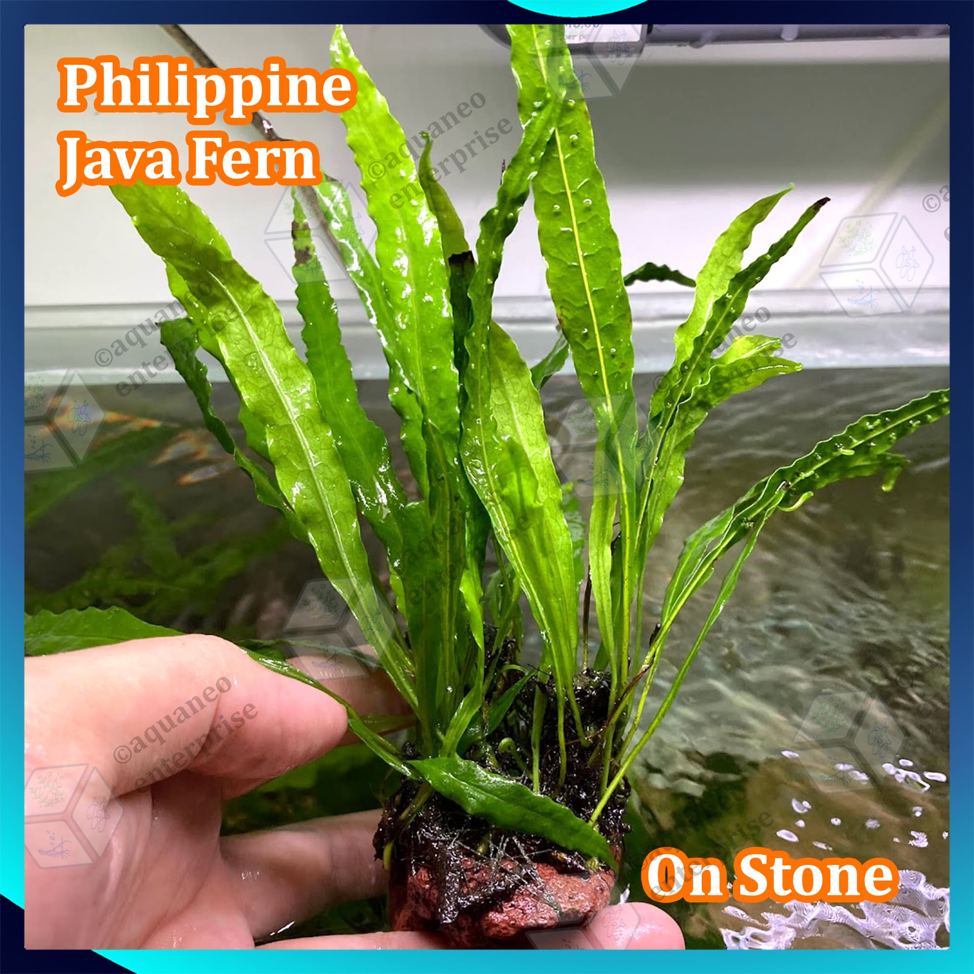 [Low Tech] Philippine Java Fern Microsorum Pteropus Philippine LP