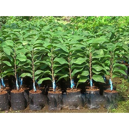 Cây giống na dai thái