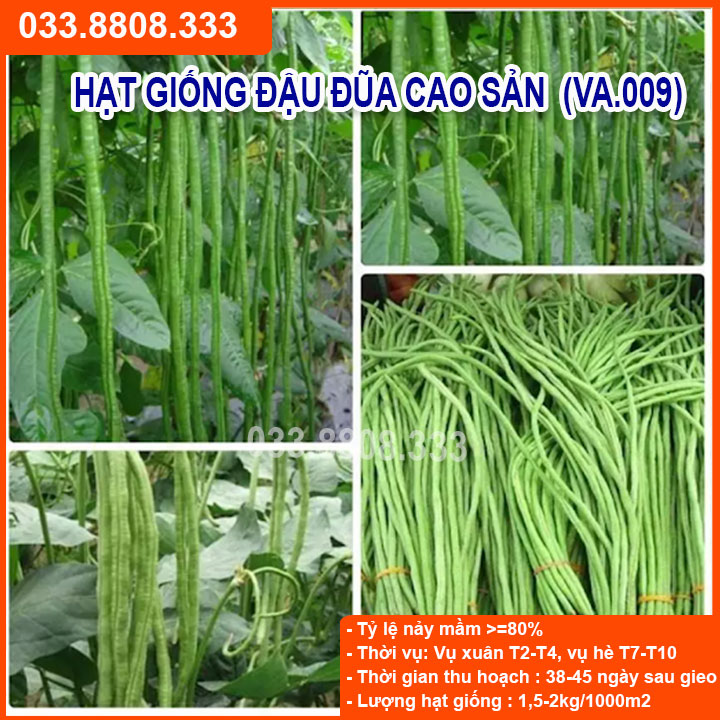 Hạt Giống Đậu Đũa 20gram -Năng Suất Cao