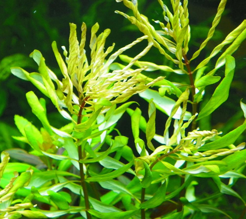 Hoàng thái dương xoắn.thuỷ sinh (15 nhánh)