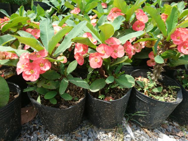 Cây xương rồng bát tiên