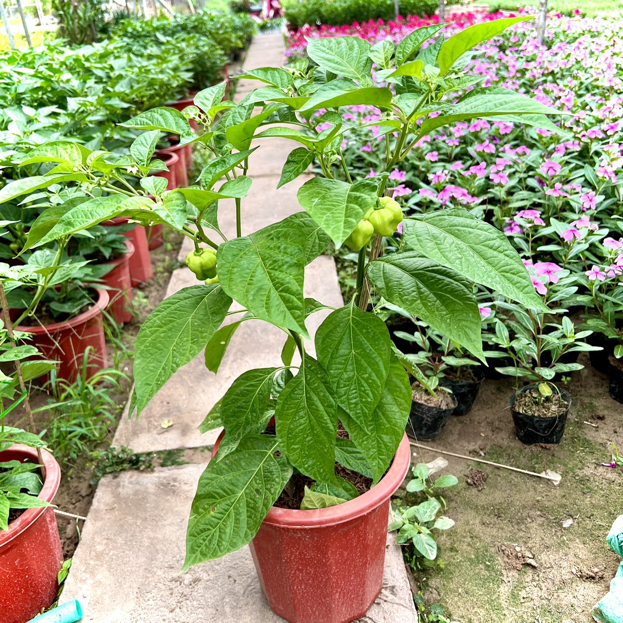 Cây ớt Habanero đỏ trưởng thành cho trái siêu cay - cây đang hoặc sắp cho hoa