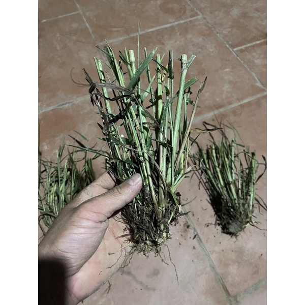 cỏ lau hồng (1 bụi gốc nhiều nhánh)