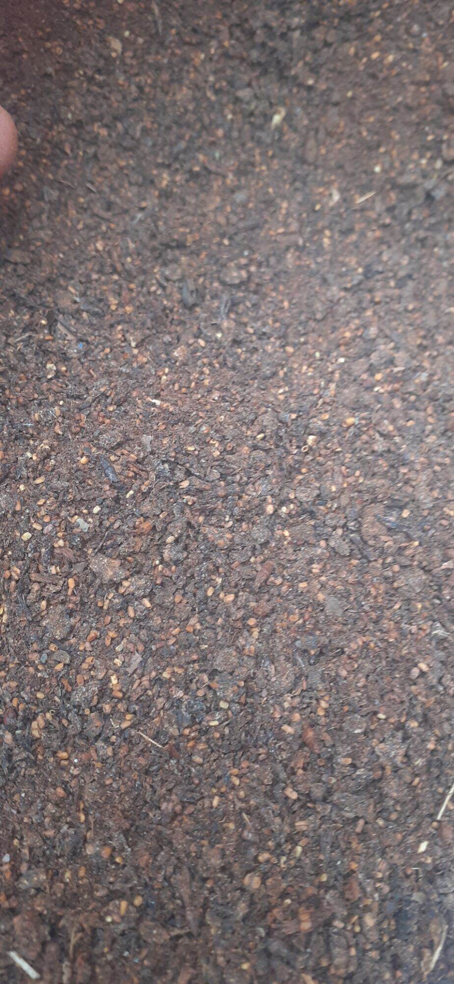 50 gram hạt giống gáo trắng
