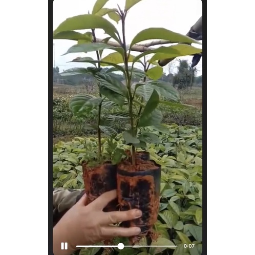 CÂY GIỐNG BÒN BON THÁI- cây cao 50-65cm