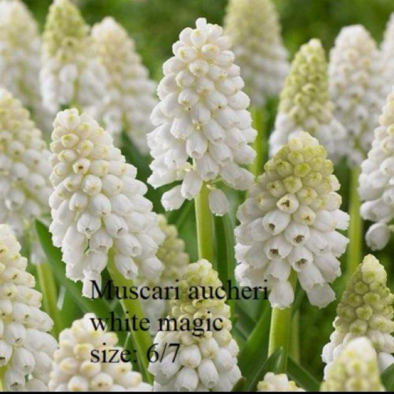 Củ hoa chuông ( nho lục bình, muscari) nhập khẩu Canada