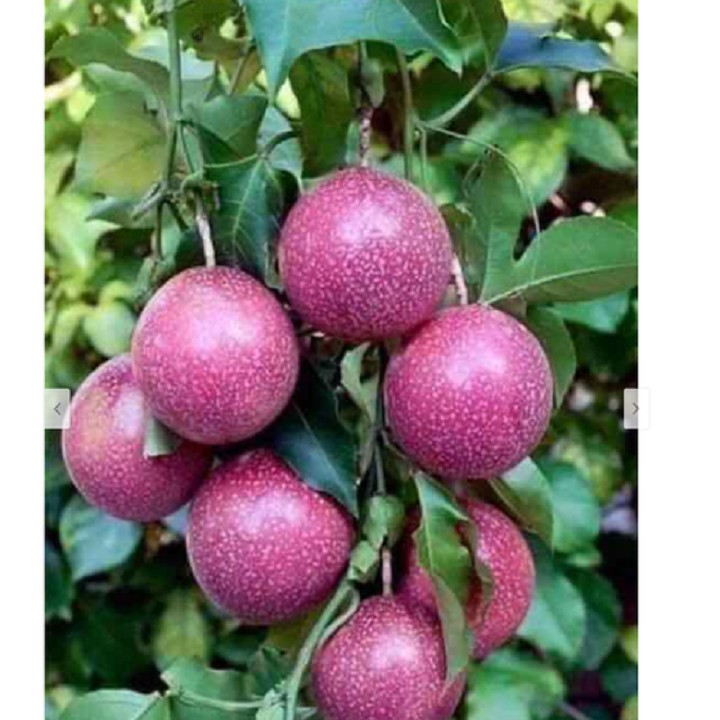 Cây giống chanh dây thái lan