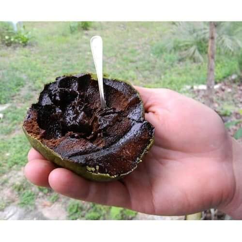 Hồng socola cây giống giá rẻ uy tín và chất lượng