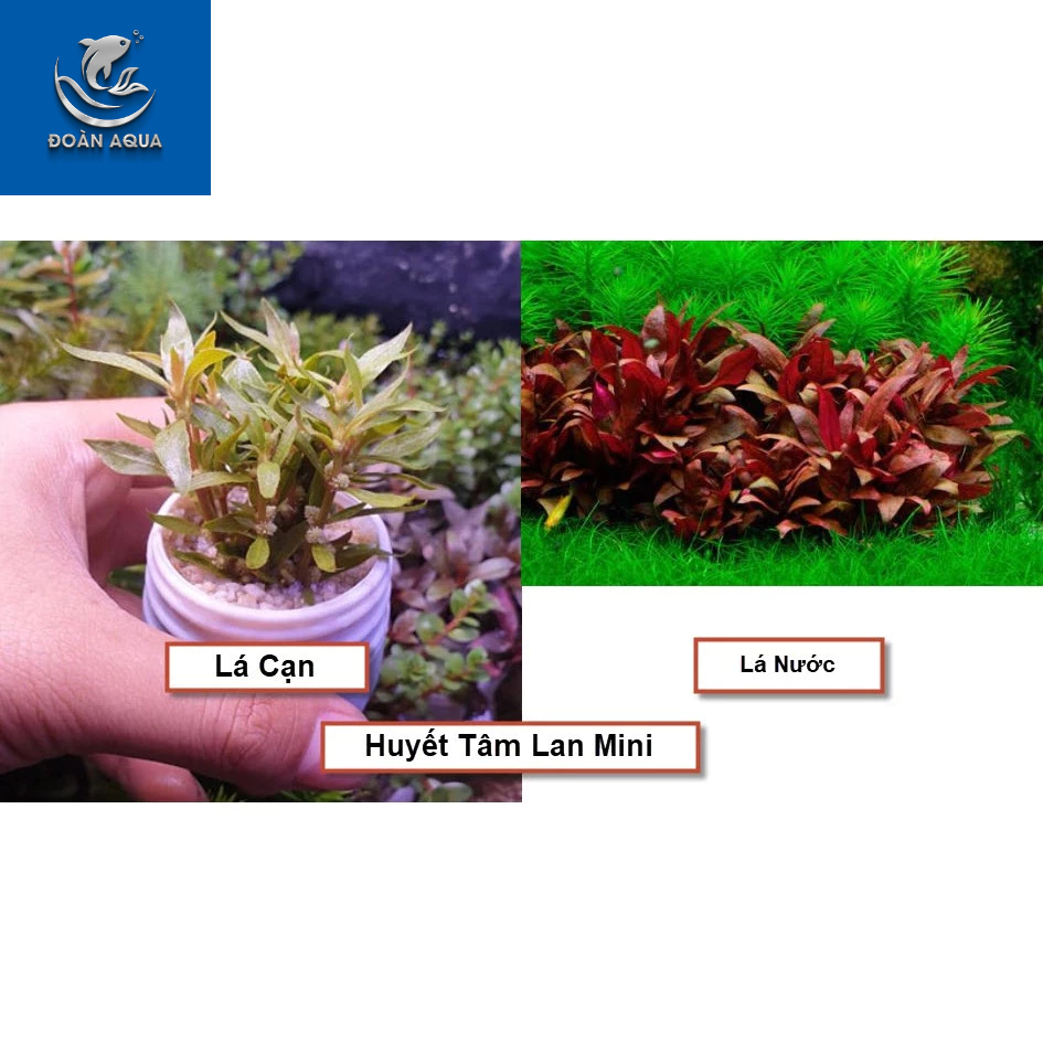 Cây Thủy Sinh Cắt Cắm (Tổng Hợp)