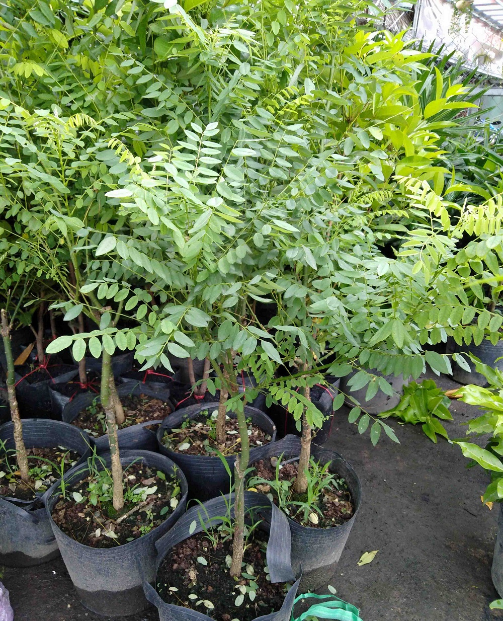 CÂY HOA HÒE (hòe hoa) nếp -cây giống nhỏ