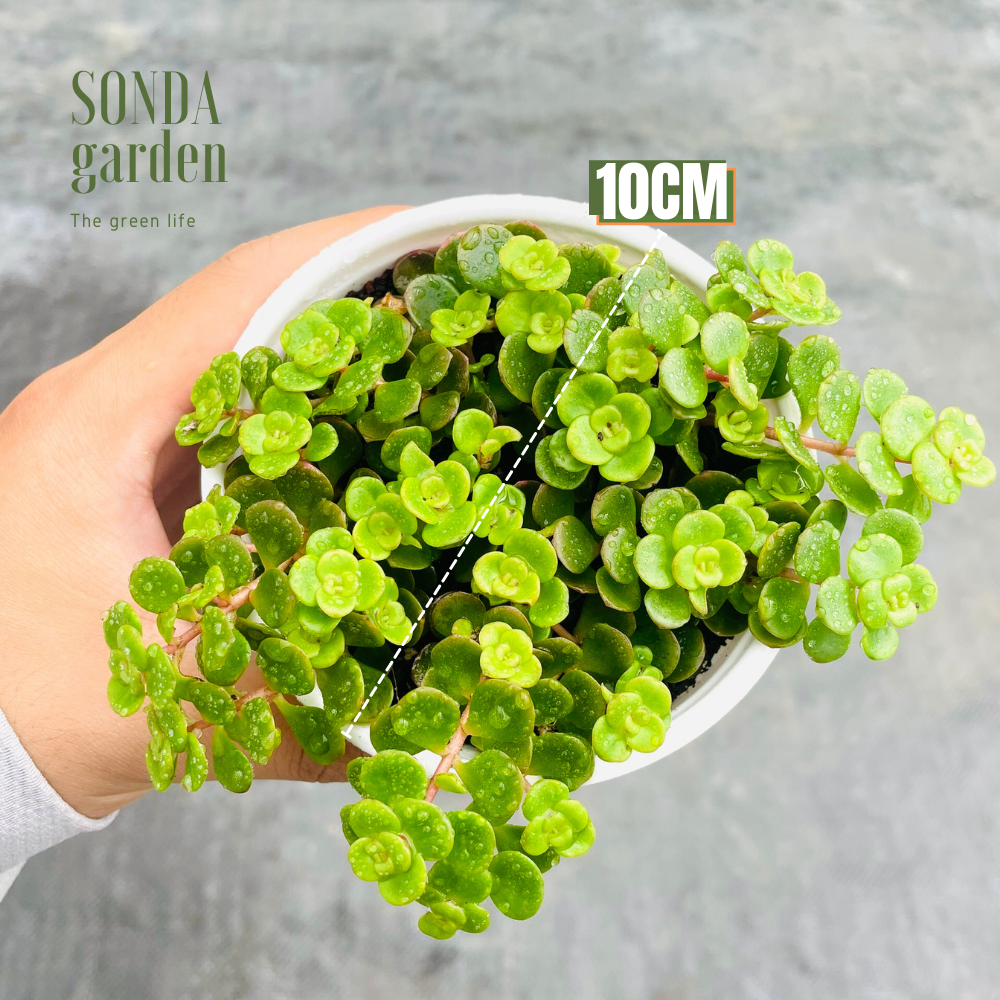 SEN ĐÁ SEDUM VẢY CÁ SIZE TRUNG BÌNH LỖI 1 ĐỔI 1