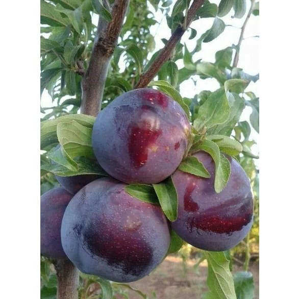 Cây giống mận tím trái to