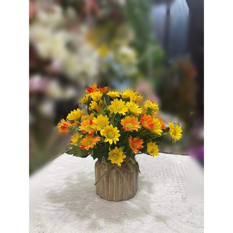 Chậu Cúc mini ( có sẵn chậu)