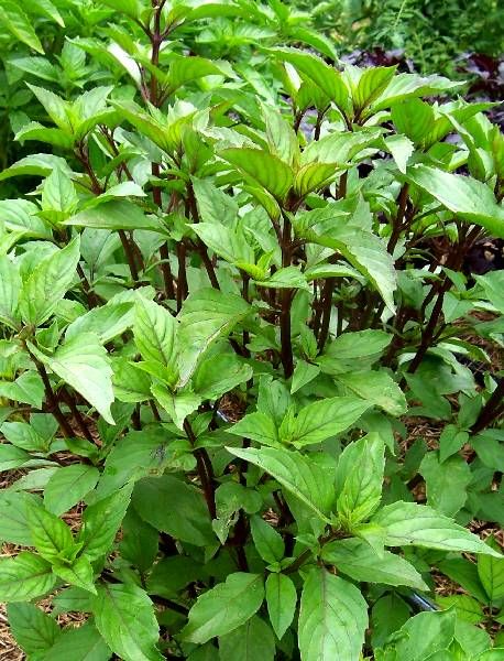 Hạt giống húng Quế rau Quế - gói 10 gram