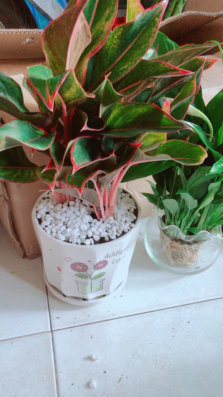 Chậu Cây Phú Quý