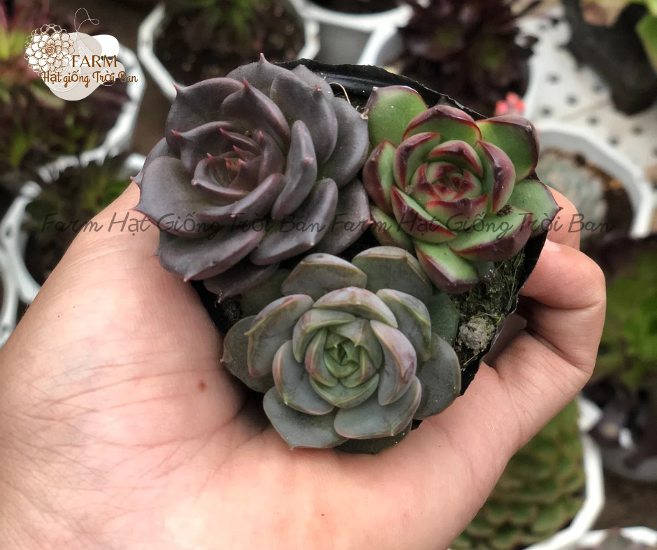 [ Ngẫu nhiên ] SEN BẦU 3 CÂY NGẪU NHIÊN - HÀNG ĐẸP