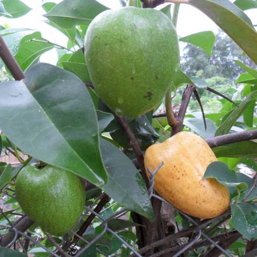 Hạt giống bình bát dây - gói 20 hạt - VTNT