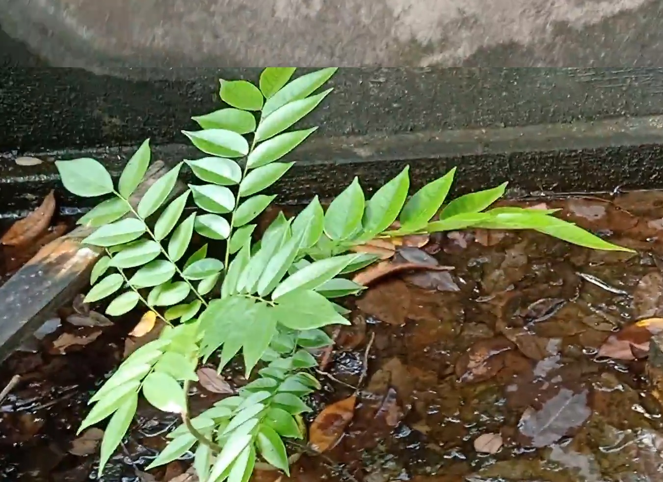 Quả sưa đỏ giống