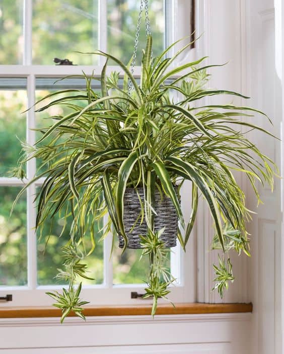 1 khóm Cây giống dây nhện/ lan chi