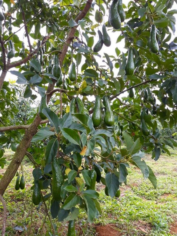 CÂY BƠ 034 GIỐNG CÂY KINH TẾ