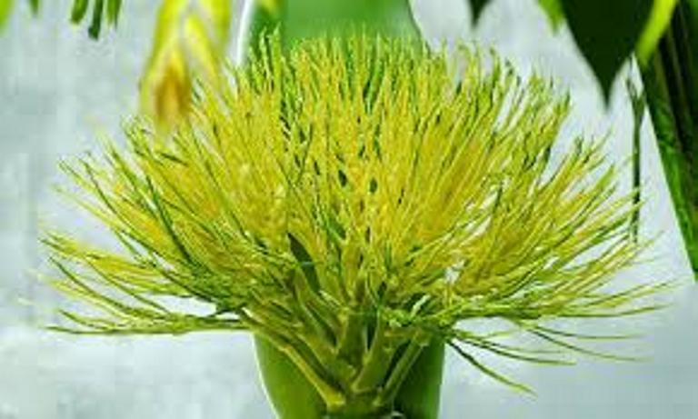 CÂY CAU LÙN (TỨ QUÝ) GIỐNG