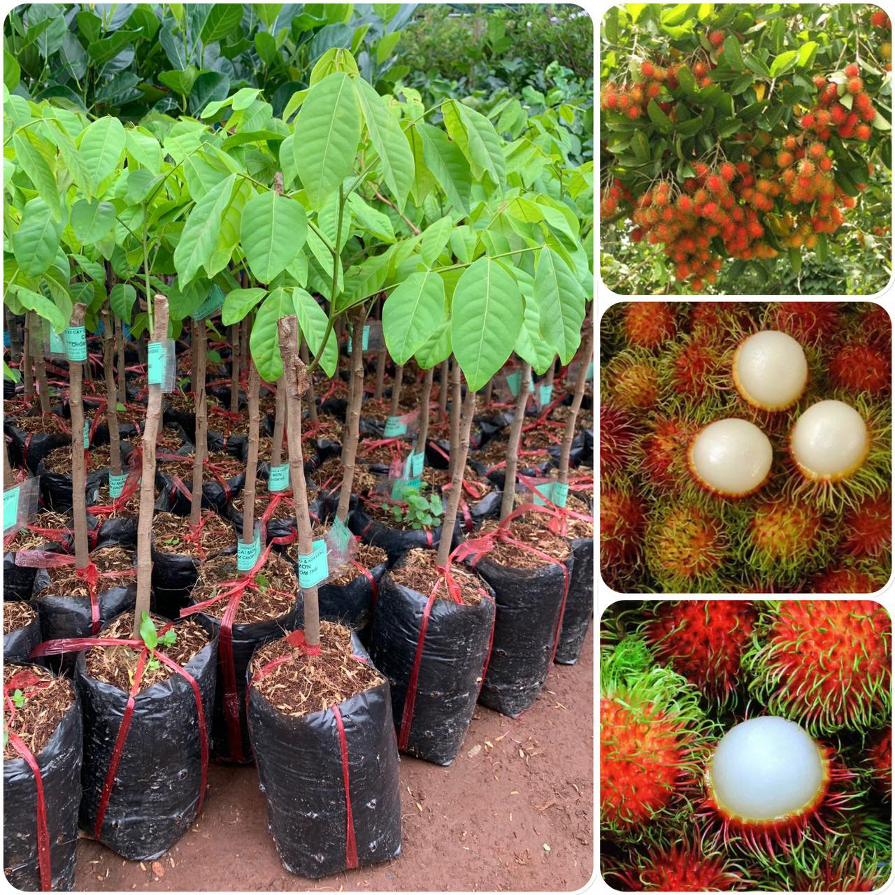 Cây giống Chôm Chôm Thái ( Siêu sớm ).