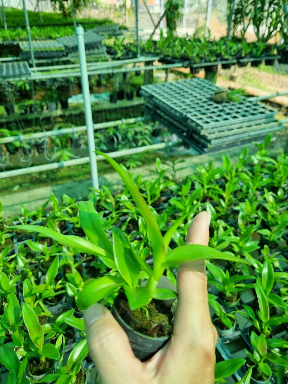 Hoa lan nắng thơm Urawan cây giống Cao 7-12Cm
