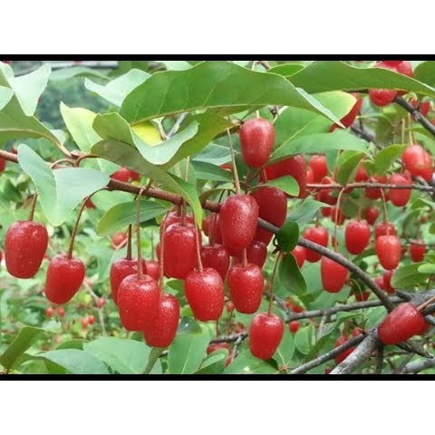Cây giống Nhót chua leo giàn cao sản