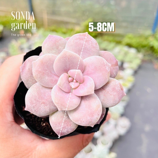 SEN ĐÁ DĨA HỒNG SIZE BÉ LỖI 1 ĐỔI 1