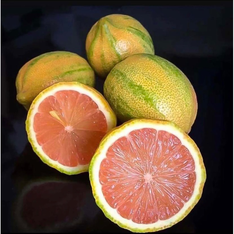 CÂY GIỐNG CHANH CẨM THẠCH(1Caay)