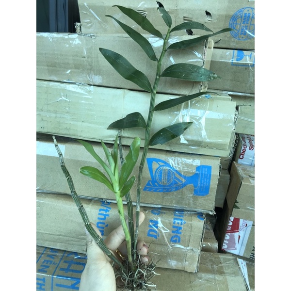 HÀNG ĐẸPHoa Lan ý ngọc hoa nở tết