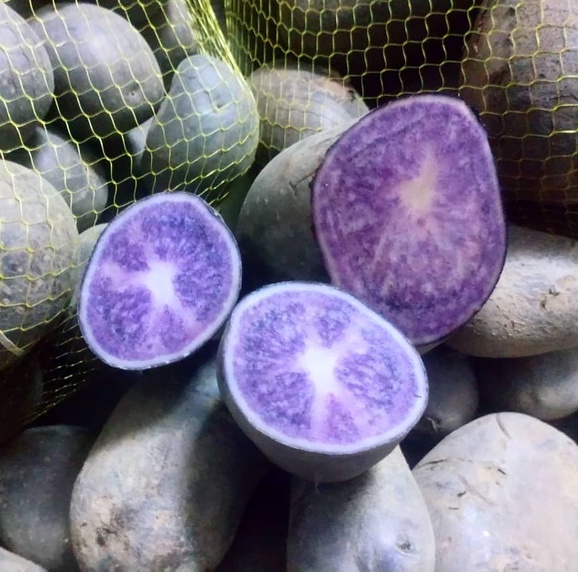 CỦ GIỐNG KHOAI TÂY TÍM