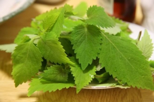 Hạt giống rau kinh giới ta (rất thơm)