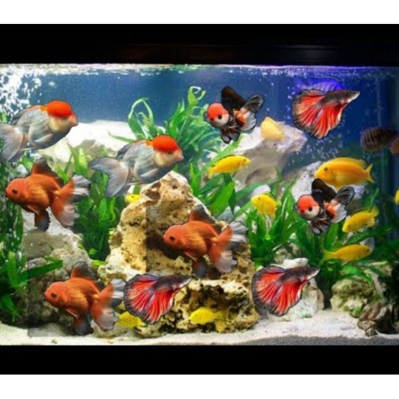 RECENT DAY & NIGHT T4 N 25 Lampu Celup Led Tanning View Aquarium Aquascape