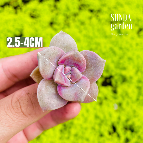 SEN ĐÁ HỒNG MẬP SIZE MINI LỖI 1 ĐỔI 1