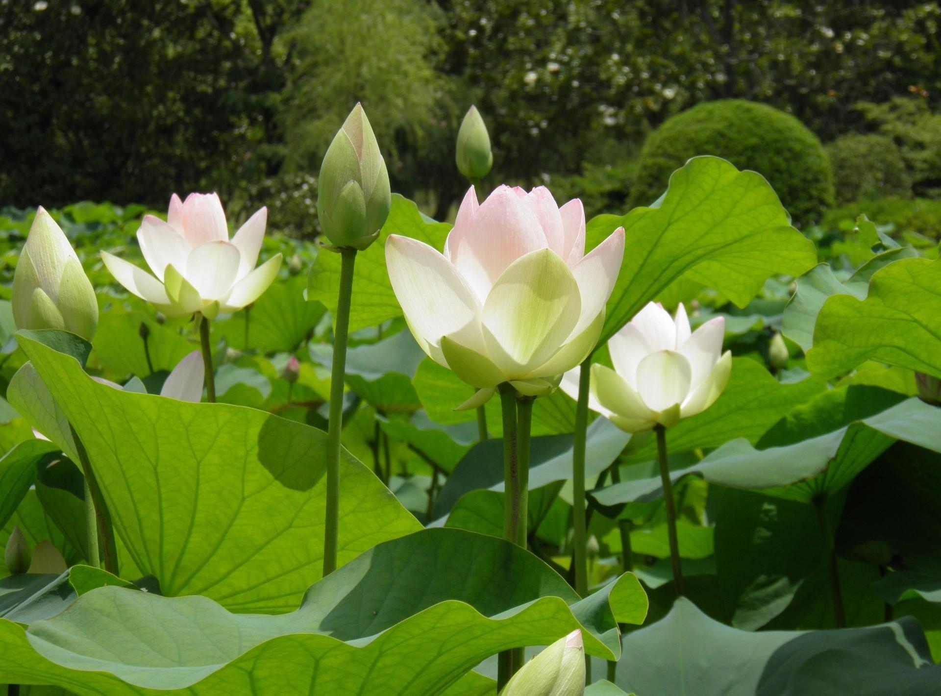 Dầu xoa bóp, dầu nóng dỏ