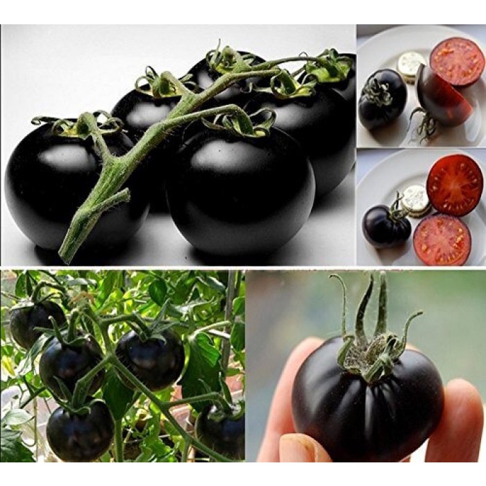 Hạt giống cà chua bi đen f1