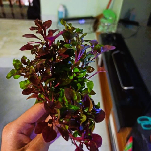 CÂY HỒNG KÉP THỦY SINH (15 ngọn)