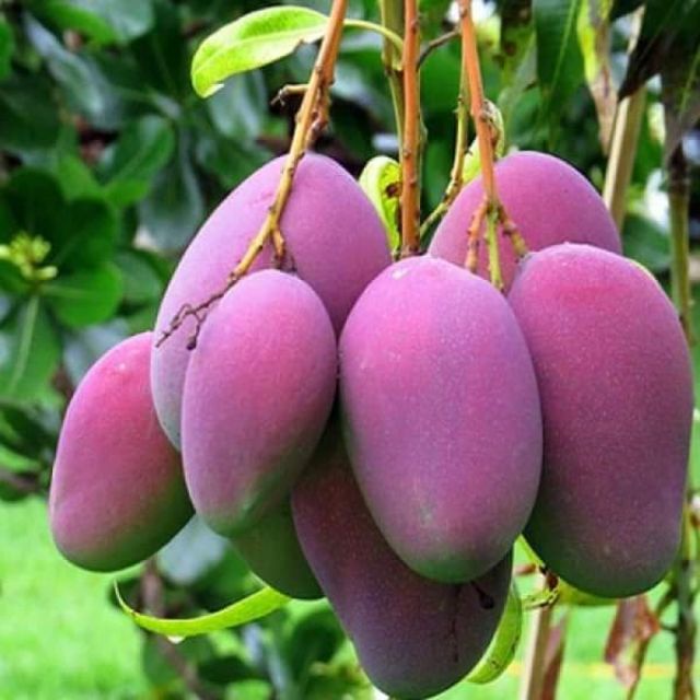 CÂY GIỐNG XOÀI TÍM F1