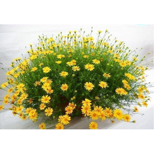 HẠT HOA CÚC SAO BĂNG - GÓI 0,5 GRAM