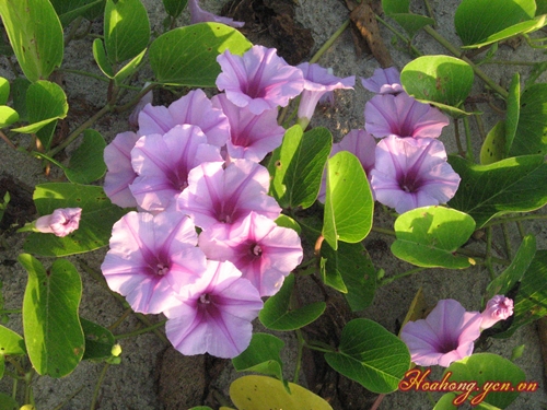 Rau muống biển phơi khô 1 ký