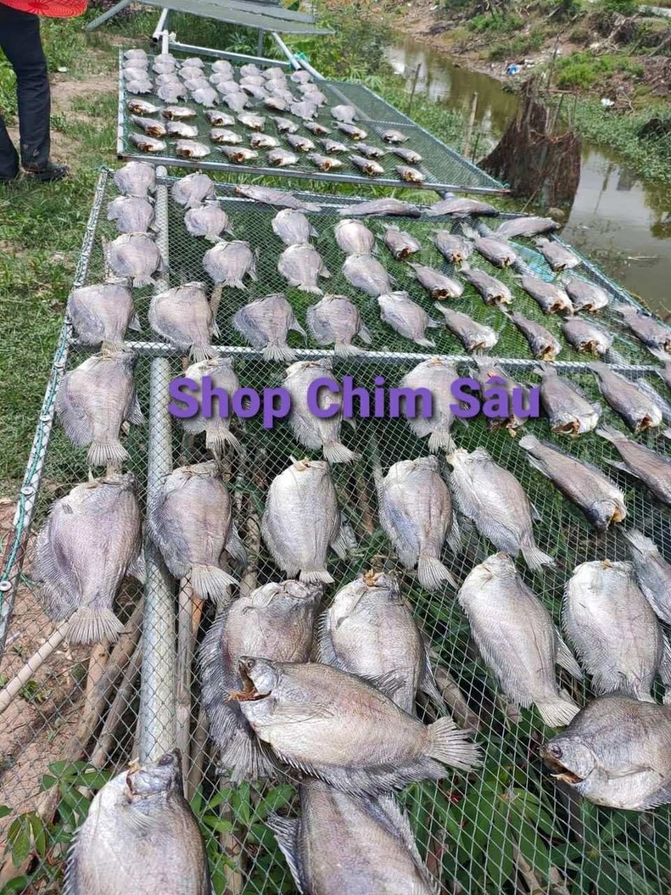 Khô cá sặc rằn 1 kí loại 15 đến 16 con